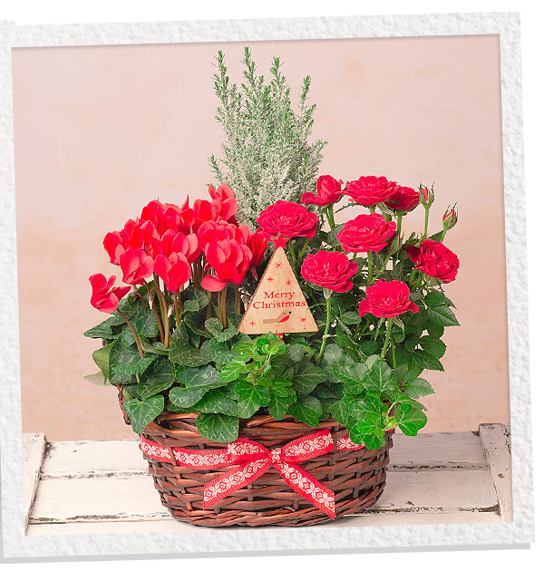 Winter Flower Basket - Only &pound;27 delivered