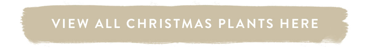 View all Christmas Plants