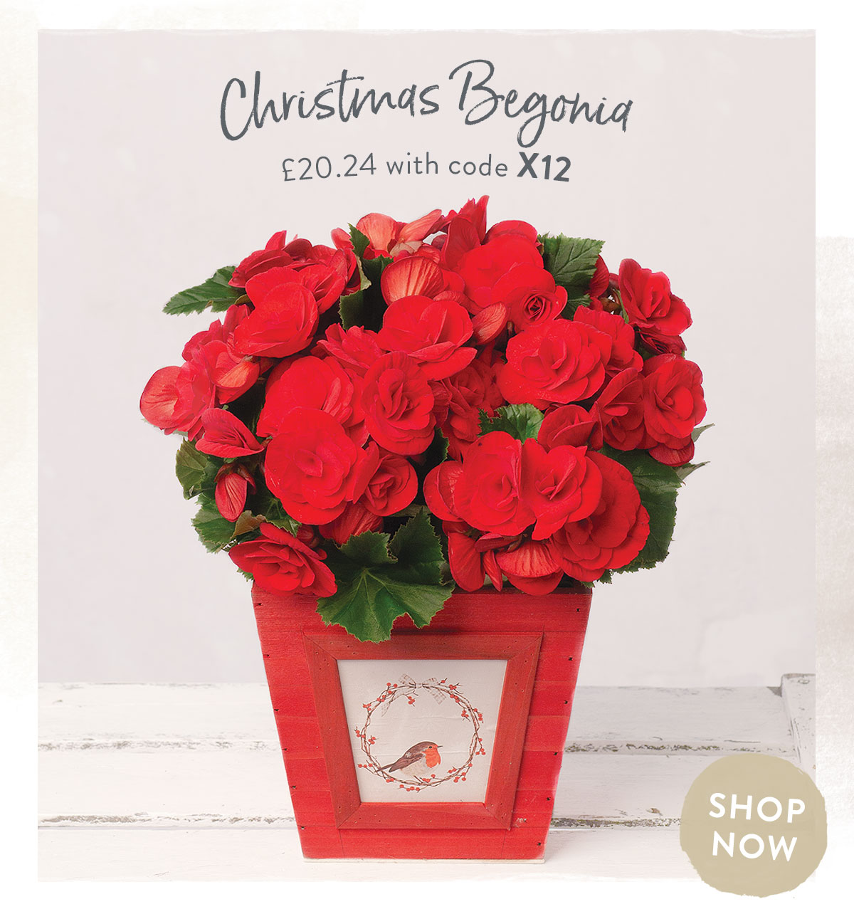 Christmas Begonia - only &pound;20.24