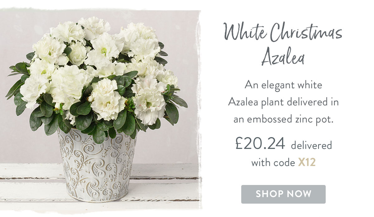 White Christmas Azalea - only &pound;20.24
