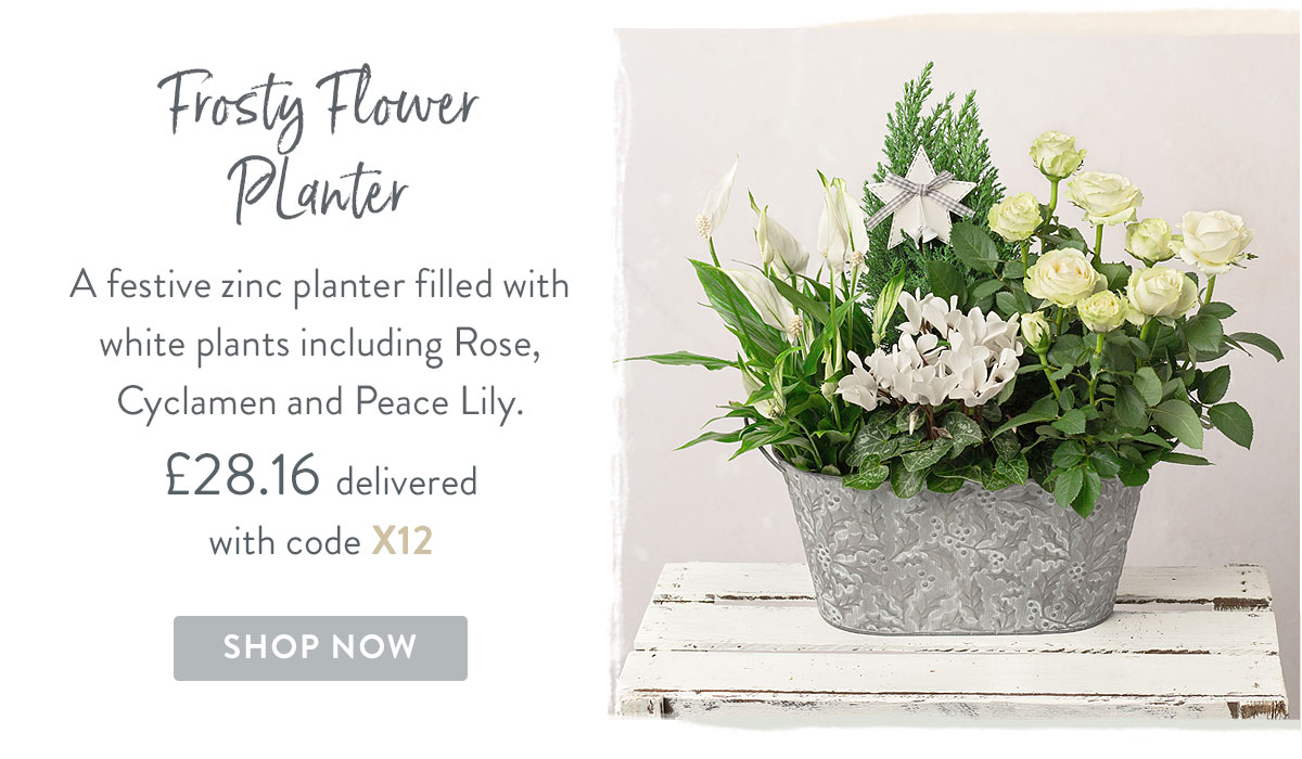 Frosty Flower Planter - only &pound;28.16