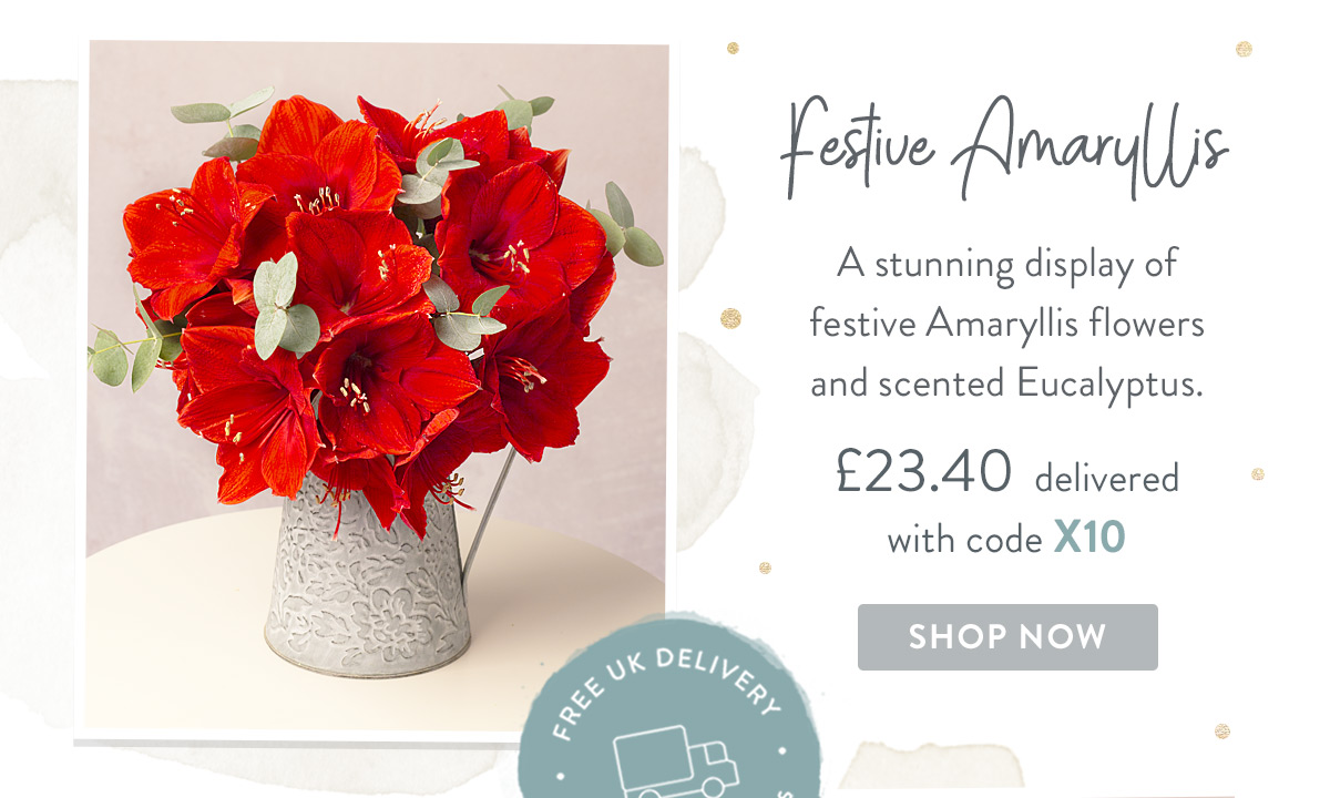 Festive Amaryllis - only &pound;23.40 with promo code