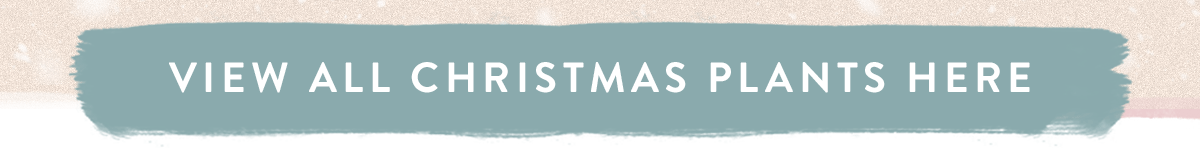 View all Christmas plants here