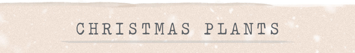 Christmas Plants