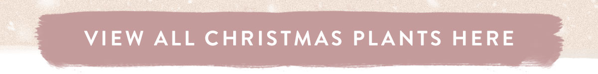 View all Christmas plants here