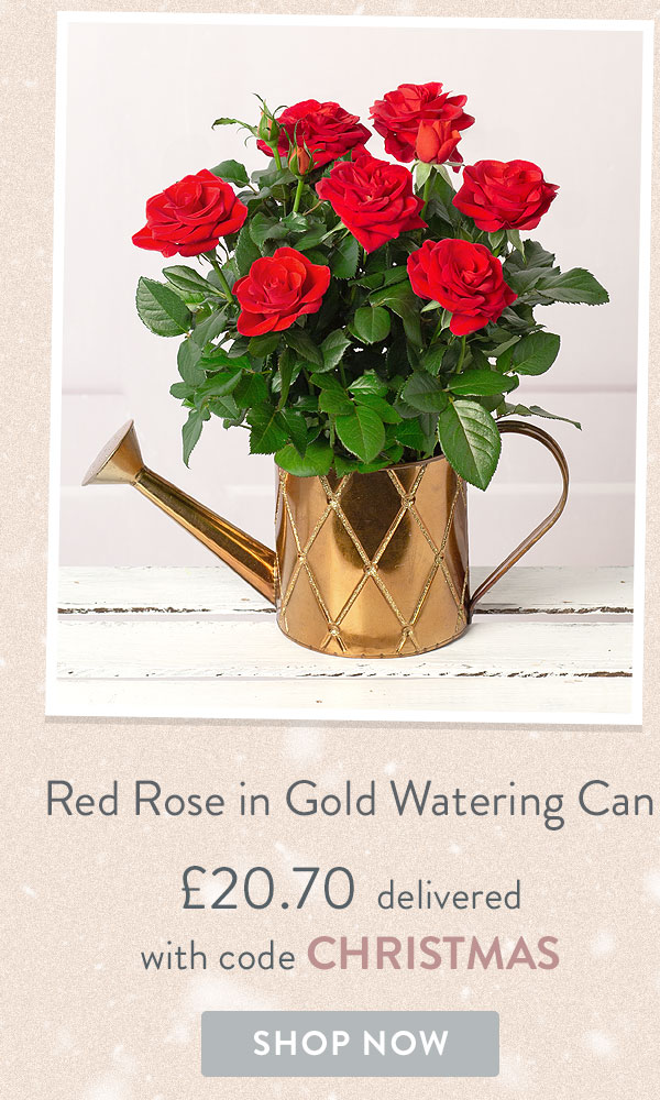 Red Rose in Watering Can - Only &pound;20.70 delivered with code