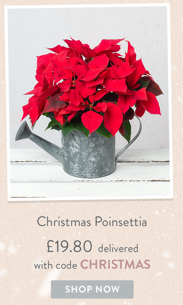 Christmas Poinsettia - Only &pound;19.80 delivered with code