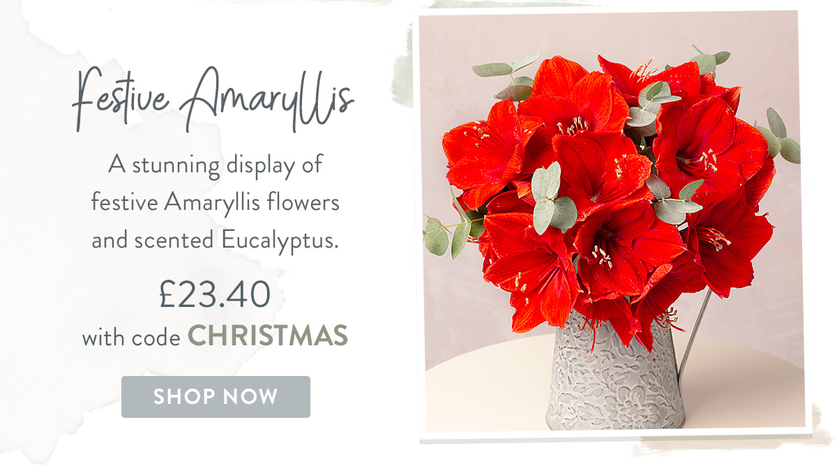 Festive Amaryllis - only &pound;23.40 with promo code