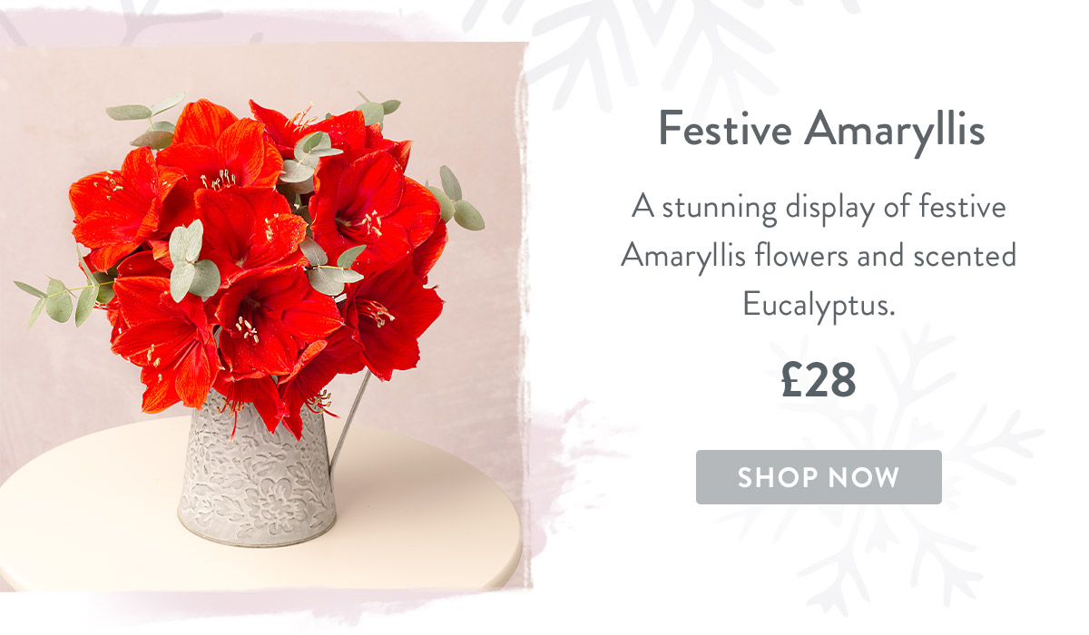 Festive Amaryllis - &pound;28