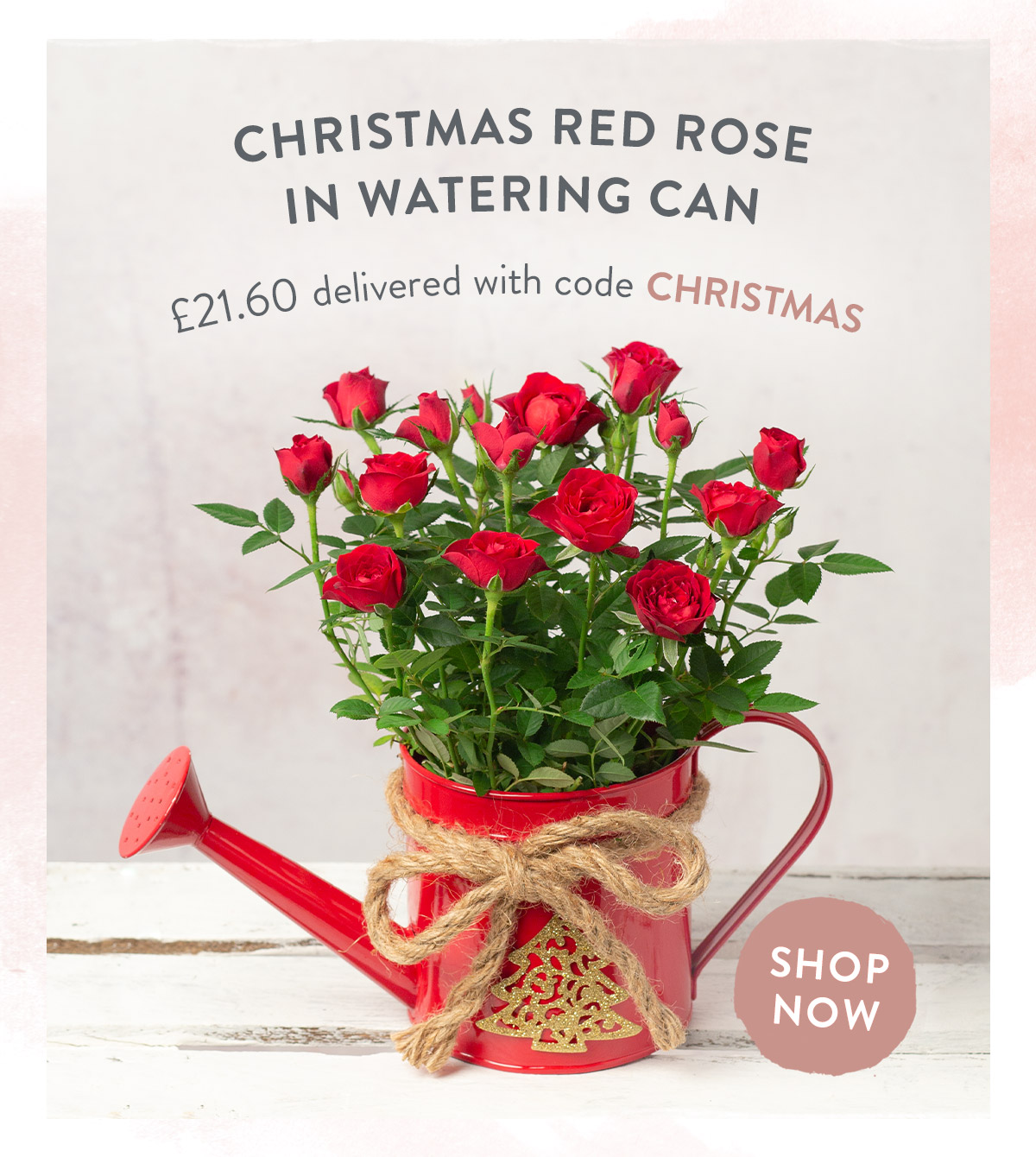 Christmas Red Rose in Watering Can - only &pound;21.60