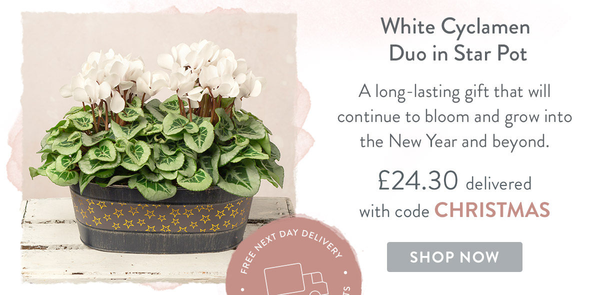 White Cyclamen Duo in Star Pot - only &pound;24.30 style=