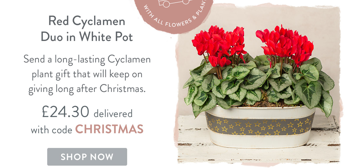 Cheese & Red Cyclamen Duo in White Pot - only &pound;24.30