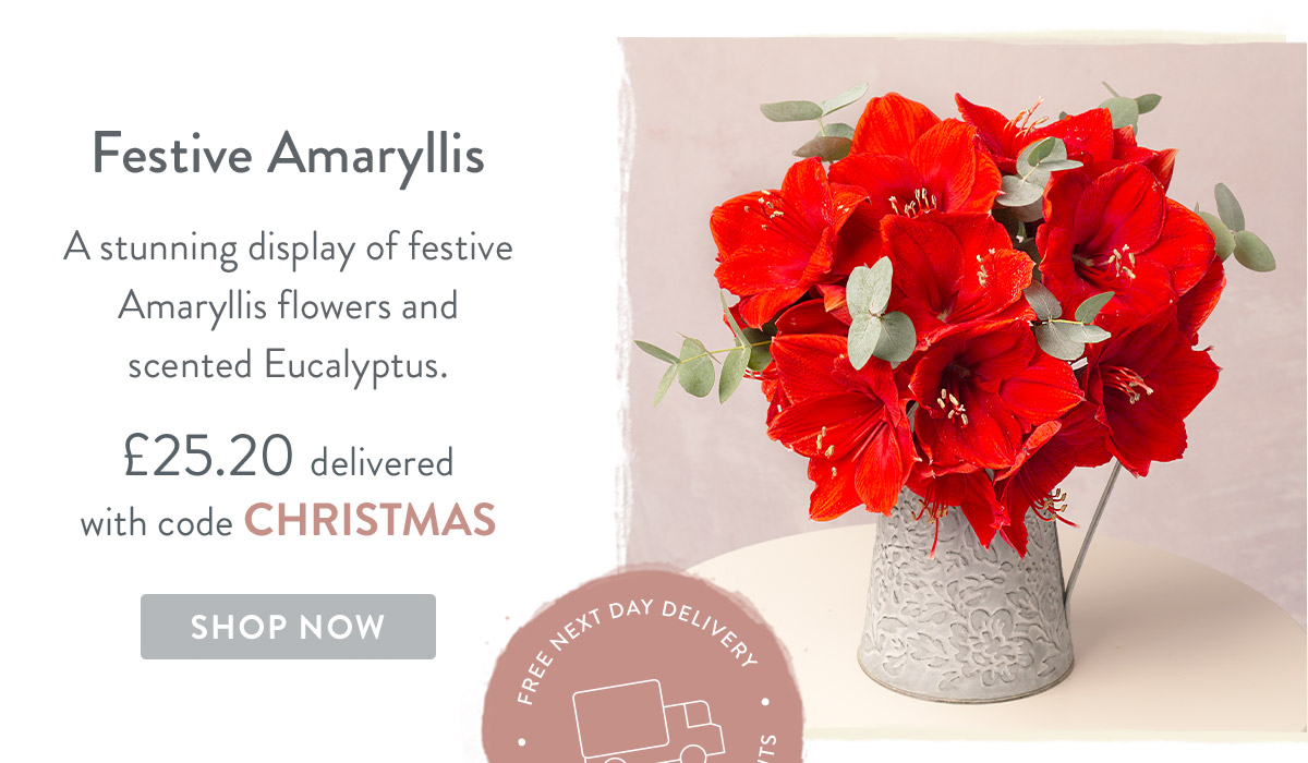 Festive Amaryillis - only &pound;25.20 delivered