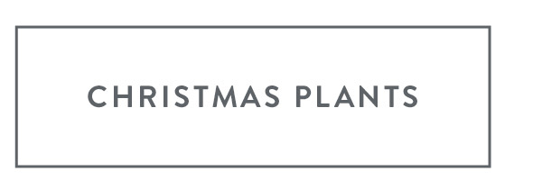 Christmas Plants
