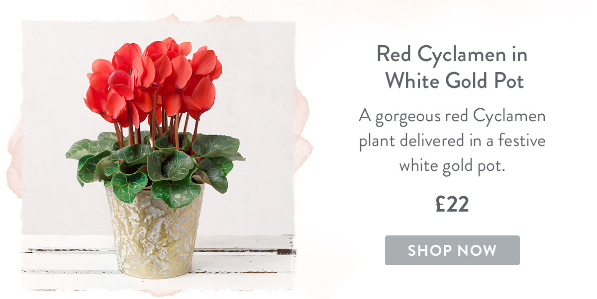 Red Cyclamen Duo in White Gold Pot - only &pound;22 style=