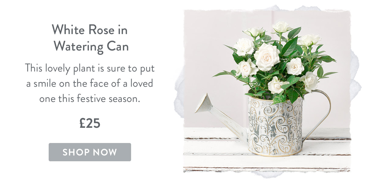 White Rose in Watering Can - only &pound;25