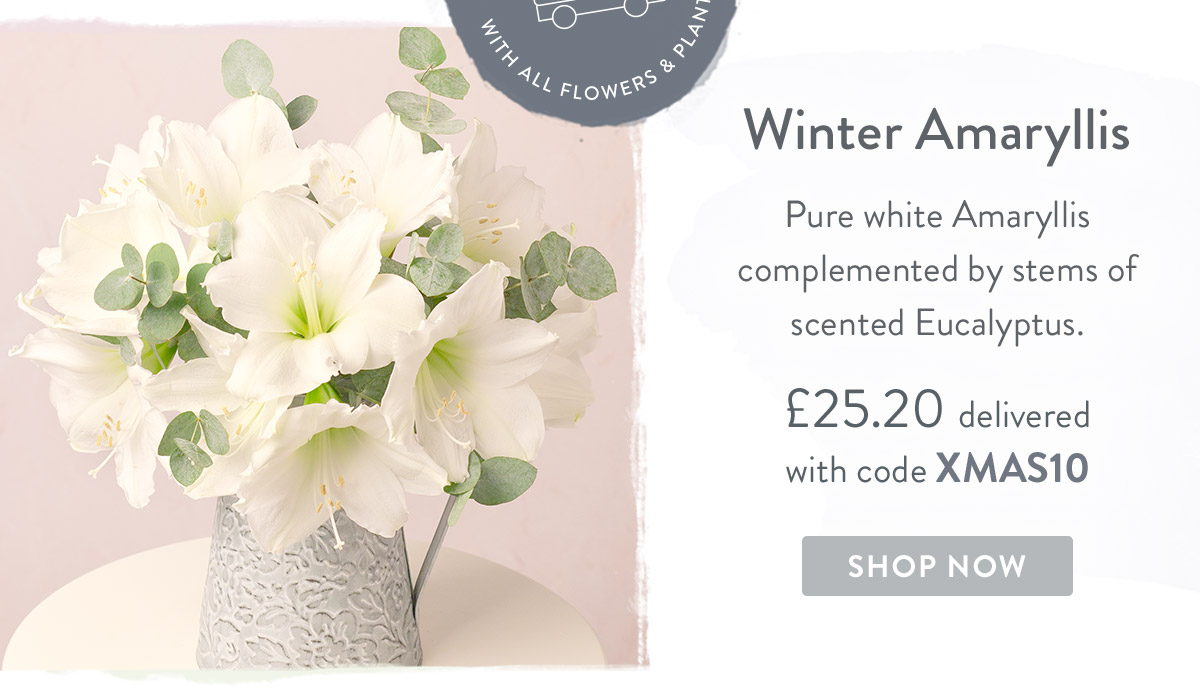 Winter Amaryllis - only &pound;25.20 delivered