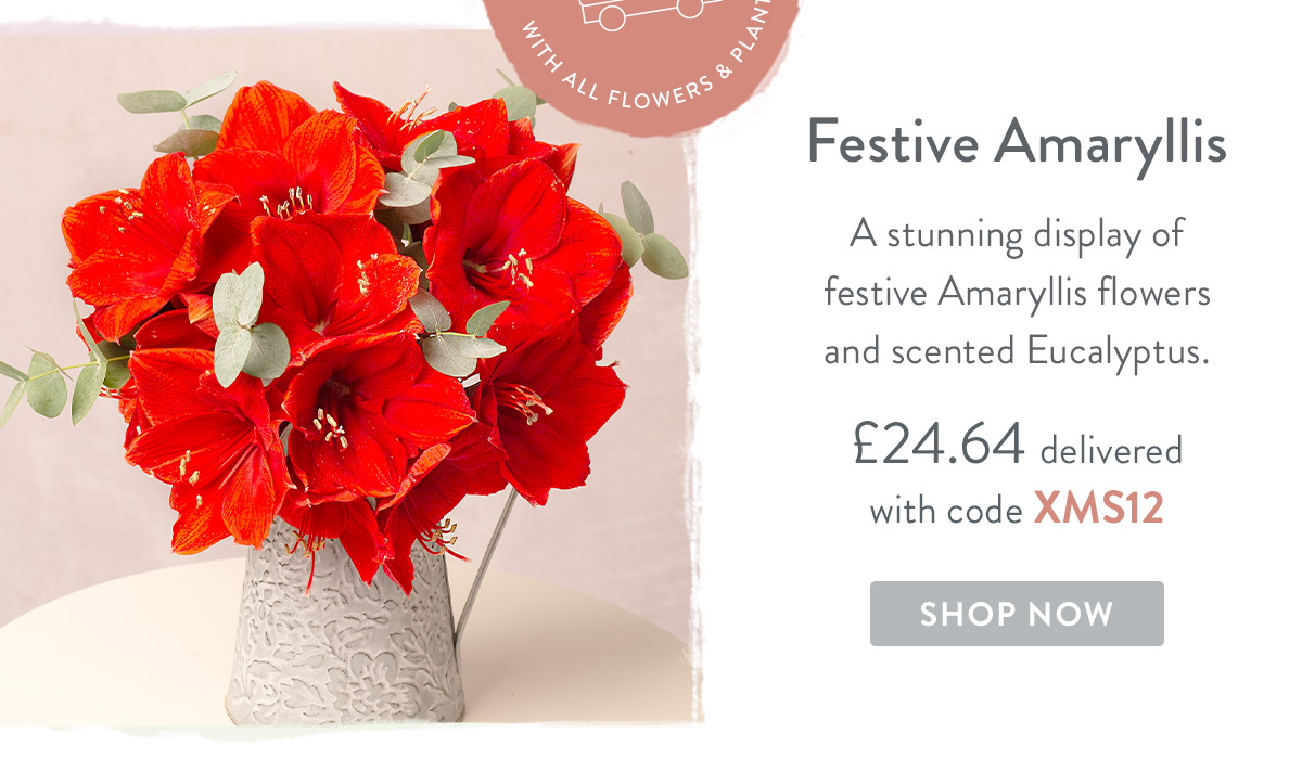 Festive Amaryllis - only &pound;24.64 delivered