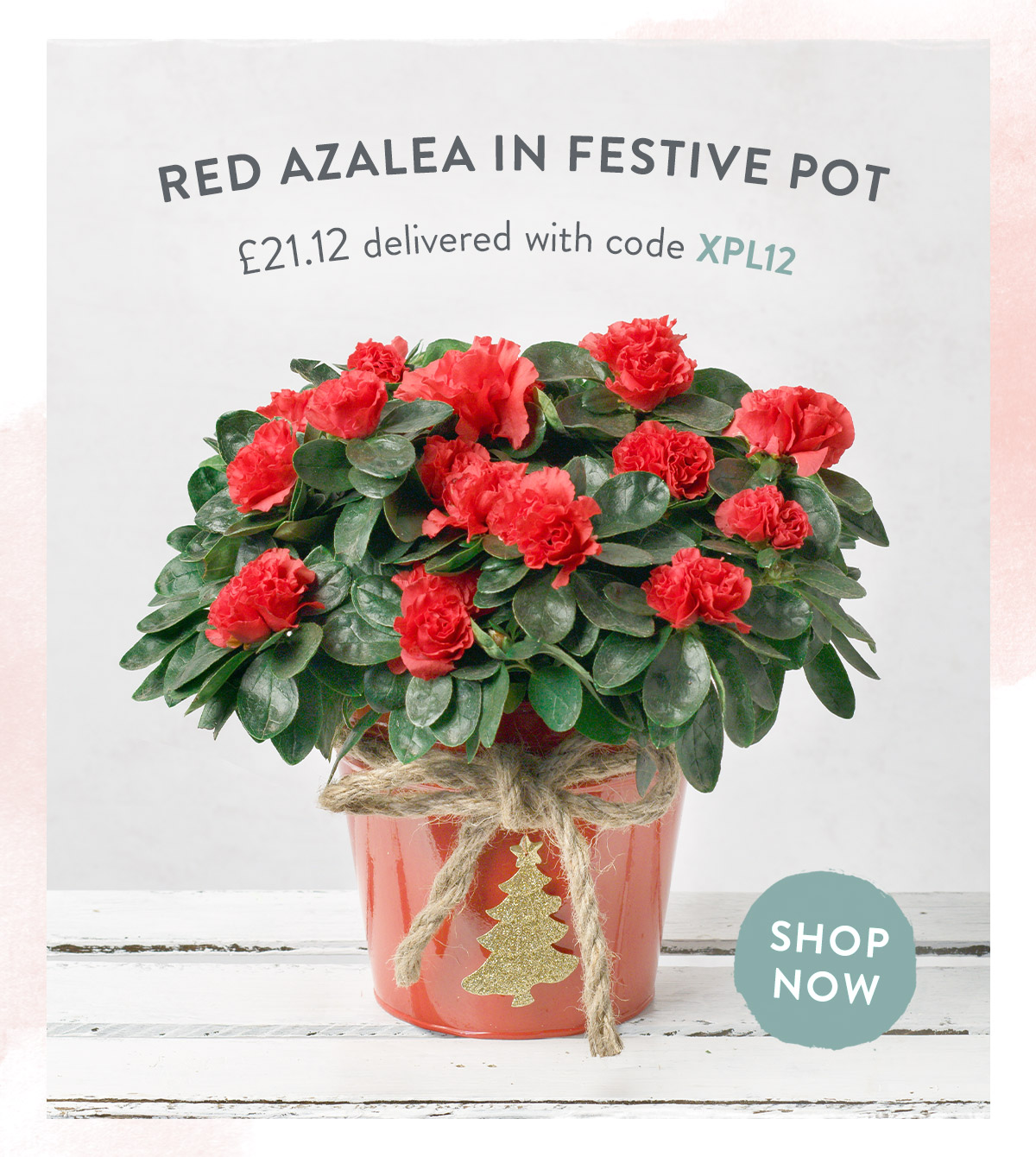 Red Azalea - only &pound;21.12