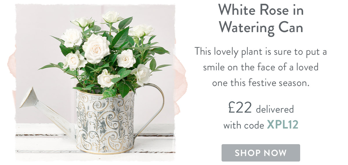 White Rose in Watering Can - only &pound;22