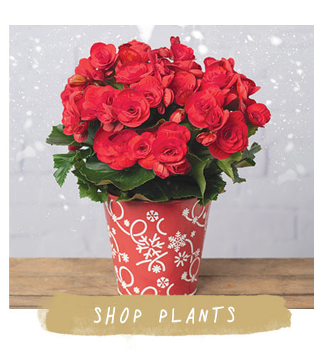Shop Plants