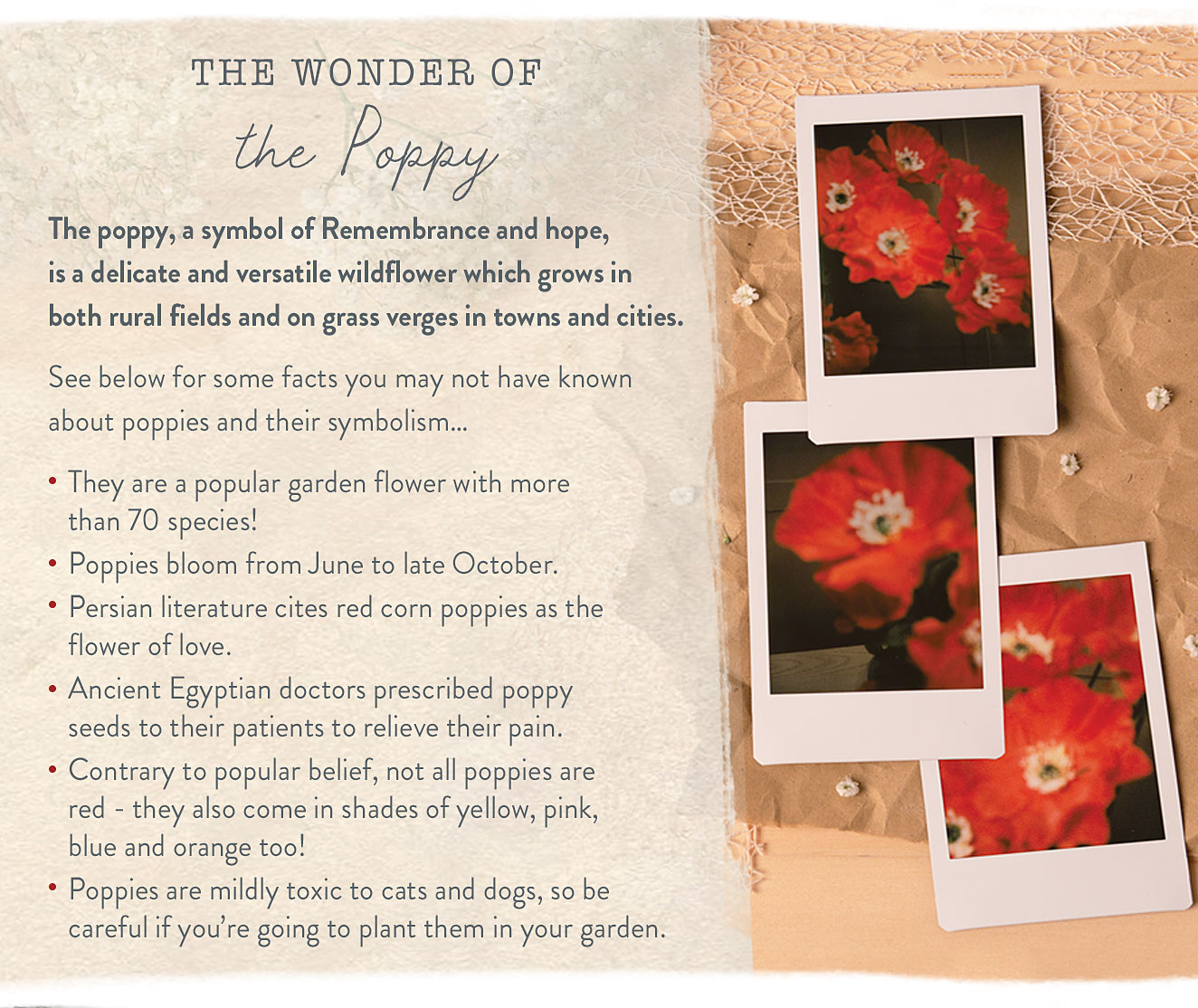 The Wonder of the Poppy