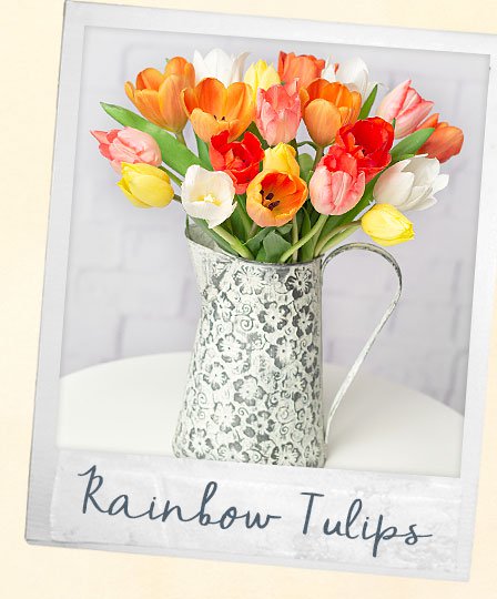 Rainbow Tulips