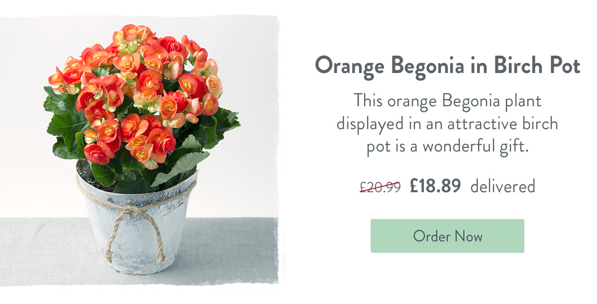 Orange Begonia in Birch Pot - Only &pound;18.89