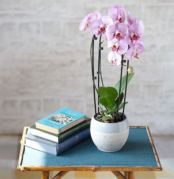 Cascade Phalaenopsis Orchid - Only &pound;24.29