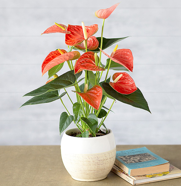 Coral Anthurium - Only &pound;21.59