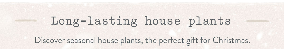 Long-lasting Festive Plants