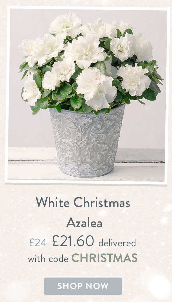 White Christmas Azalea - Only &pound;21.60 delivered with code