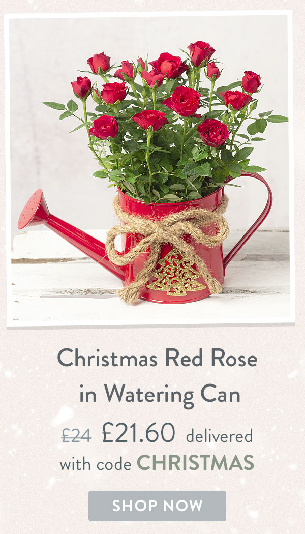 Christmas Red Rose in Watering Can - Only &pound;21.60 delivered with code