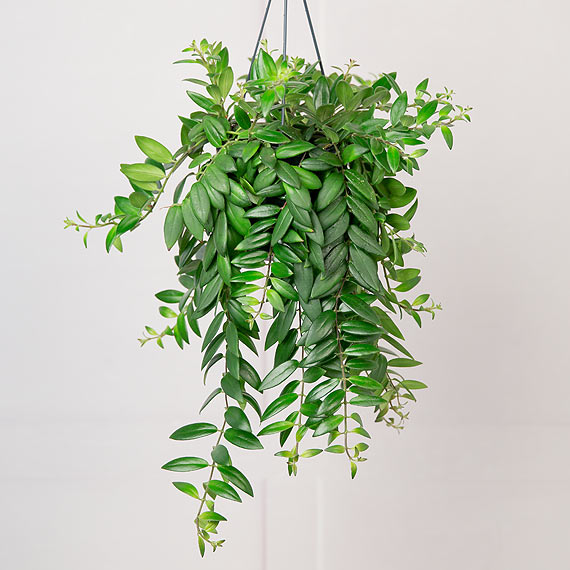 Flower Delivery Bunches